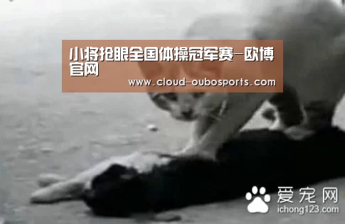 欧博